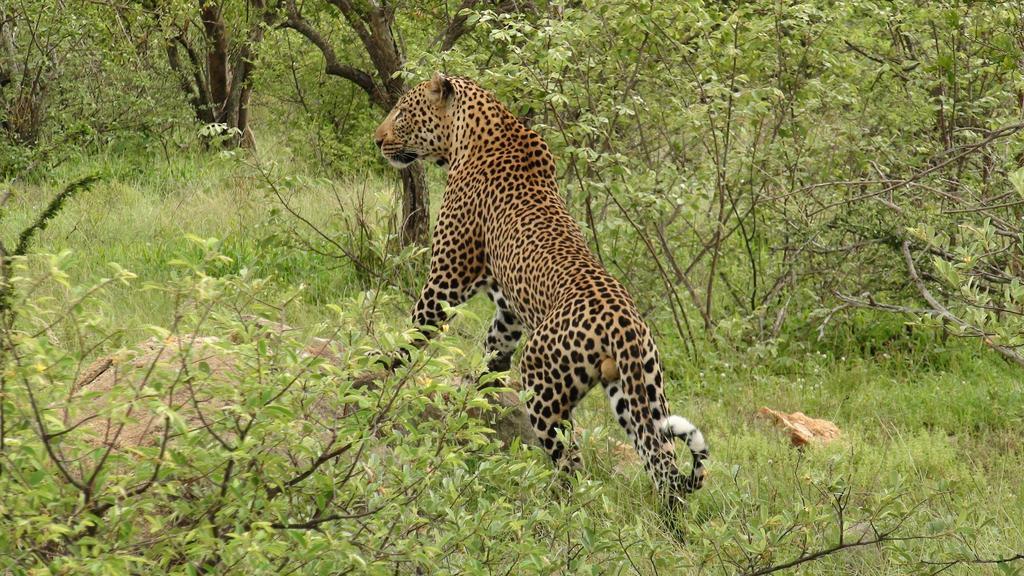 Naledi Lodges Balule Természetvédelmi Rezervátum Kültér fotó