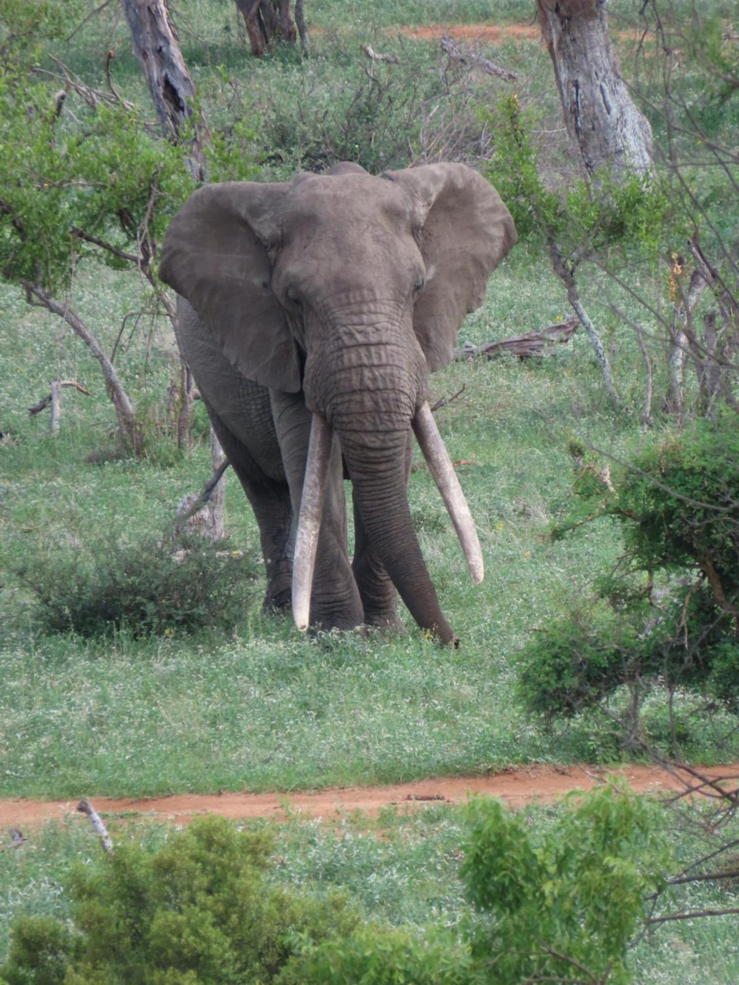 Naledi Lodges Balule Természetvédelmi Rezervátum Kültér fotó
