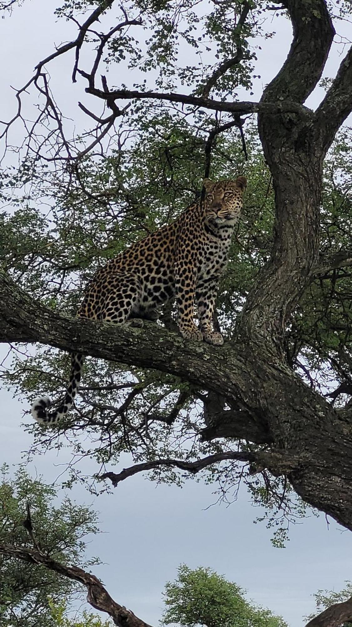Naledi Lodges Balule Természetvédelmi Rezervátum Kültér fotó