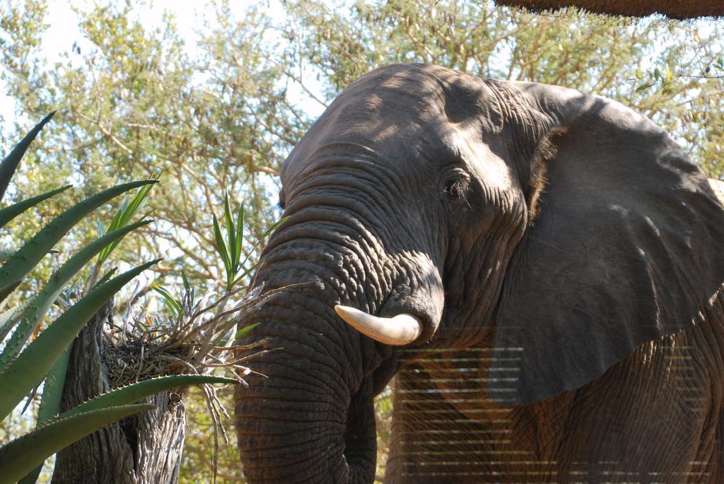 Naledi Lodges Balule Természetvédelmi Rezervátum Kültér fotó